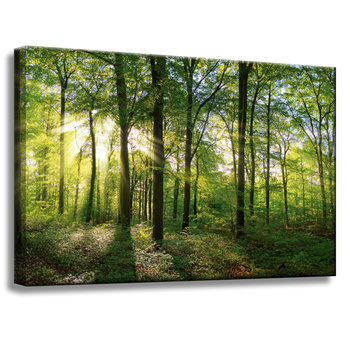 Leinwanddruck Sonne, Wald, Bäume, Lichtstrahlen, 60x40 cm