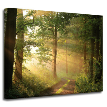 Leinwandgemälde Sonnenlicht Waldweg Natur 50x40 cm