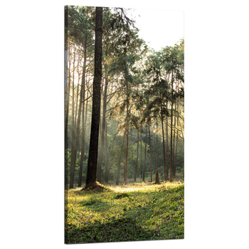 Leinwanddruck Wald Bäume Sonne Natur 60x120 cm
