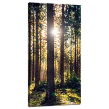 Leinwanddruck Wald Sonne Bäume Frühlingsmorgen 40x80 cm