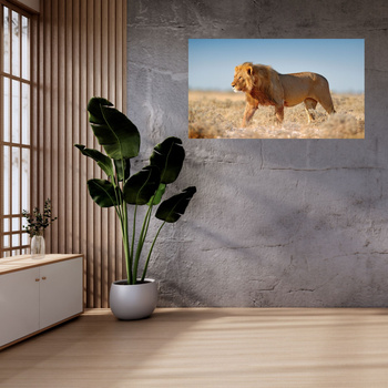 Leinwandgemälde Löwe geht auf dem Savannengras 120x70 cm