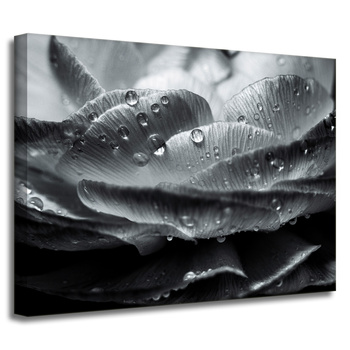 Leinwandgemälde Botanikblume in Tautropfen 40x30 cm