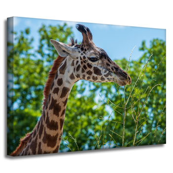 Leinwanddruck Tiere Giraffe 40x30 cm
