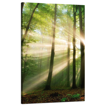 Leinwandgemälde Sonne im Wald Bäume Natur 50x80 cm