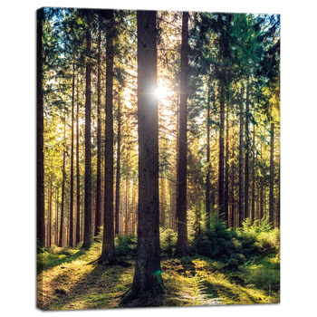 Leinwanddruck Wald Sonne Bäume Frühlingsmorgen 40x50 cm
