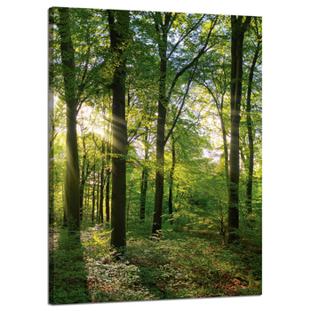 Leinwanddruck Sonne, Wald, Bäume, Lichtstrahlen, 50x70 cm