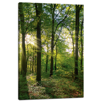 Leinwanddruck Sonne, Wald, Bäume, Lichtstrahlen, 40x60 cm