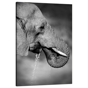 Leinwandgemälde Schwarz-weißer Elefant trinkt Wasser 80x120 cm