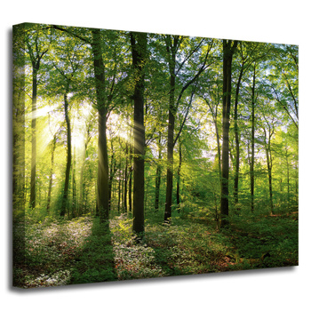 Leinwanddruck Sonne, Wald, Bäume, Lichtstrahlen, 50x40 cm