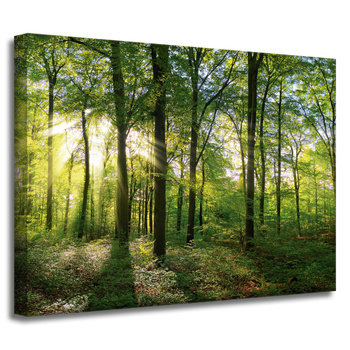 Leinwanddruck Sonne, Wald, Bäume, Lichtstrahlen, 40x30 cm
