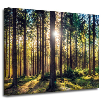 Leinwanddruck Wald Sonne Bäume Frühlingsmorgen 50x40 cm