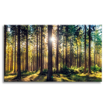 Leinwanddruck Wald Sonne Bäume Frühlingsmorgen 120x80 cm