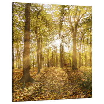 Leinwandgemälde Sonne zwischen Bäumen im Wald 80x100 cm