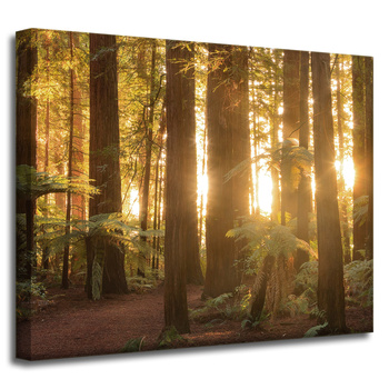 Leinwandgemälde Sonnenstrahlen Waldbäume 50x40 cm