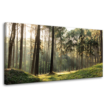 Leinwanddruck Wald Bäume Sonne Natur 80x40 cm