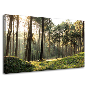 Leinwanddruck Wald Bäume Sonne Natur 100x60 cm
