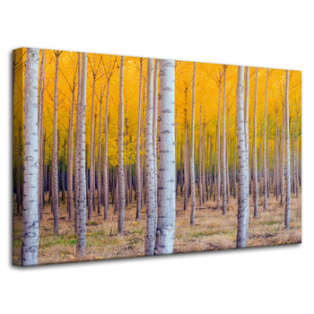 Leinwandgemälde Birken in herbstlichen gelben Blättern 80x50 cm