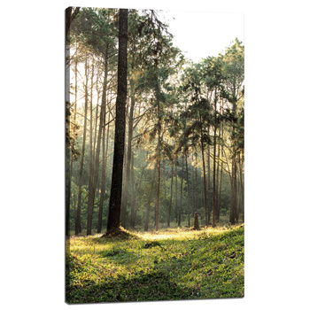 Leinwanddruck Wald Bäume Sonne Natur 60x100 cm