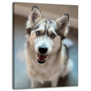 Leinwanddruck Tiere Husky Hund 30x40 cm