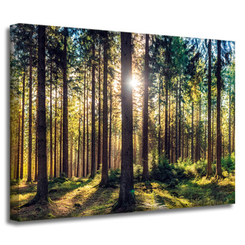 Leinwanddruck Wald Sonne Bäume Frühlingsmorgen 40x30 cm