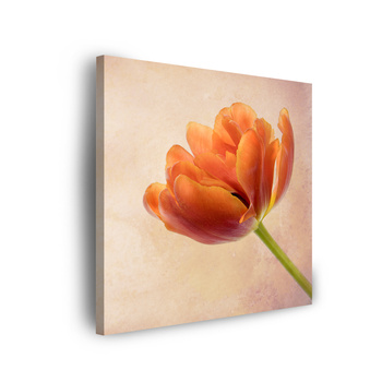 Leinwandgemälde Botanik Tulpe 40x40 cm