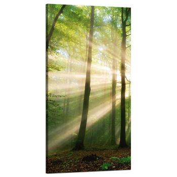 Leinwandgemälde Sonne im Wald Bäume Natur 60x120 cm
