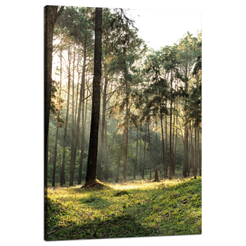 Leinwanddruck Wald Bäume Sonne Natur 80x120 cm
