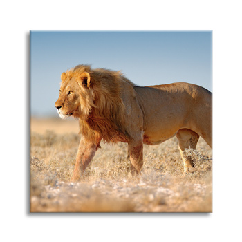 Leinwandgemälde Löwe geht auf dem Savannengras 40X40 cm