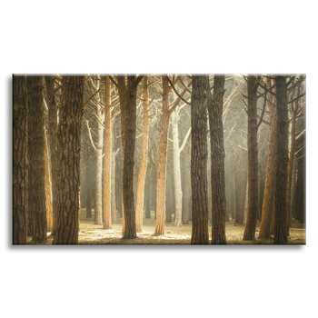 Leinwandgemälde Bäume Licht Natur Wald 120x80 cm