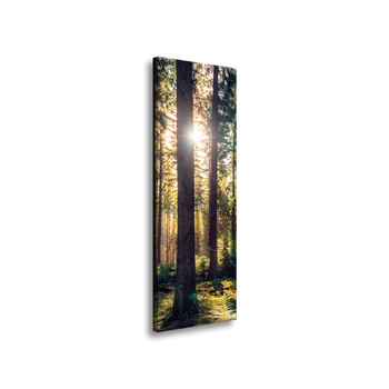 Leinwanddruck Wald Sonne Bäume Frühlingsmorgen 40x120 cm