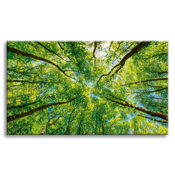Leinwandgemälde Bäume Blätter Natur Wald Frühling 120x80 cm