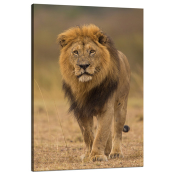 Leinwandgemälde Löwe Natur Savannah Wildness 80x120 cm