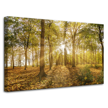 Leinwandgemälde Sonne zwischen Bäumen im Wald 80x50 cm