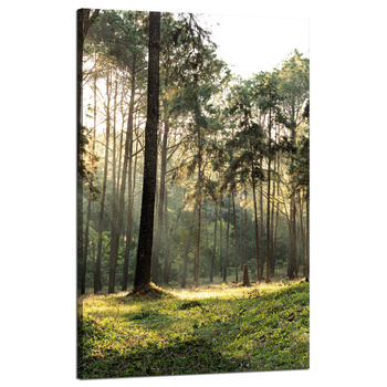 Leinwanddruck Wald Bäume Sonne Natur 50x80 cm