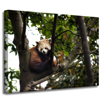 Leinwanddruck Tiere Roter Panda 40x30 cm