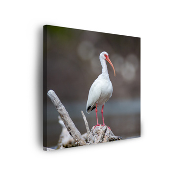 Leinwandgemälde Tiere Vogel 40x40 cm