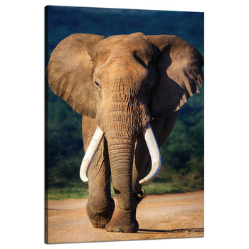 Leinwandgemälde Großer großer Elefant Tier Natur 80x120 cm