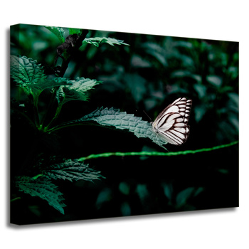 Natur-Schmetterling-Leinwanddruck 40x30 cm