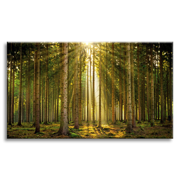 Leinwanddruck Wald Bäume Sonne Natur Frühling 120x80 cm