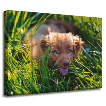Leinwanddruck Tiere Hund im Gras 40x30 cm