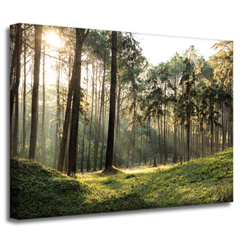 Leinwanddruck Wald Bäume Sonne Natur 40x30 cm