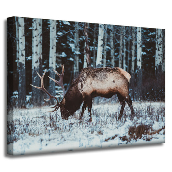 Leinwanddruck Tiere Kanadischer Hirsch 40x30 cm