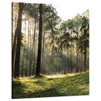 Leinwanddruck Wald Bäume Sonne Natur 80x100 cm