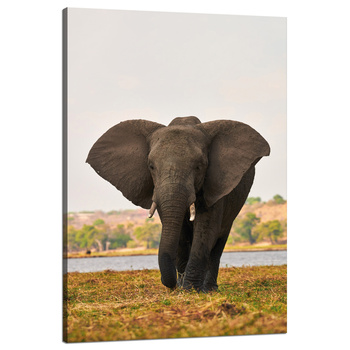 Leinwandgemälde Großer grauer Elefant in der Savanne 80x120 cm