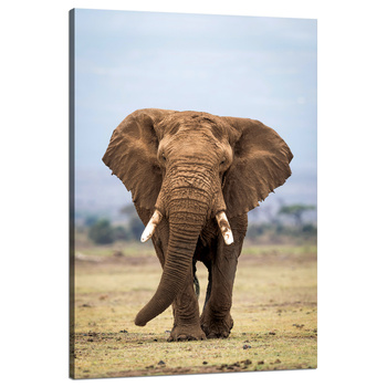 Leinwanddruck Elefant Afrika Kunst Natur 80x120 cm