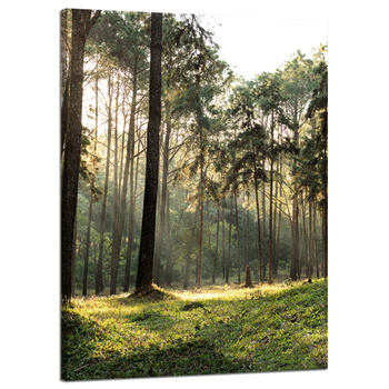 Leinwanddruck Wald Bäume Sonne Natur 50x70 cm