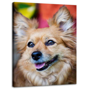 Leinwanddruck Tiere Hund 30x40 cm