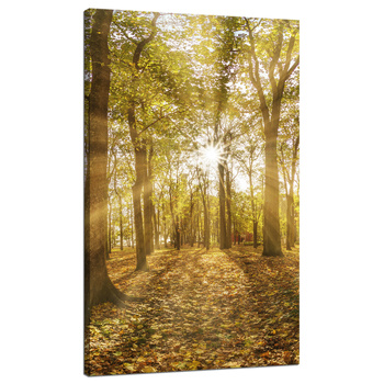 Leinwandgemälde Sonne zwischen Bäumen im Wald 70x120 cm