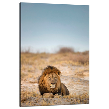Leinwandgemälde Löwe in der Savanne Natur Natur 80x120 cm