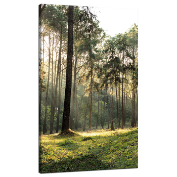 Leinwanddruck Wald Bäume Sonne Natur 70x120 cm